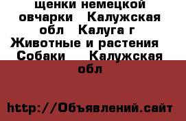 щенки немецкой овчарки - Калужская обл., Калуга г. Животные и растения » Собаки   . Калужская обл.